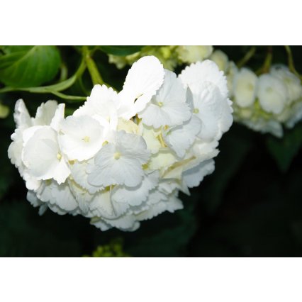 Fototapeta Biele kvety