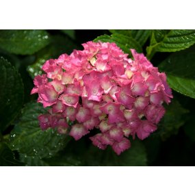 Fototapeta Ružová kvetina