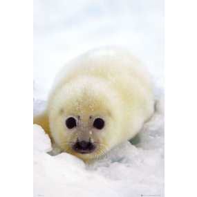 Plagát Seal - Cub