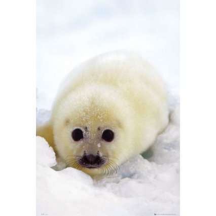 Plagát Seal - Cub