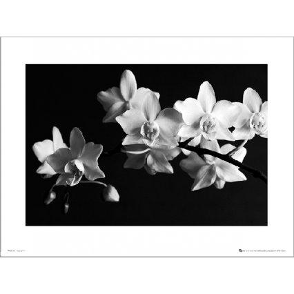 Reprodukcia Orchidea Black And White