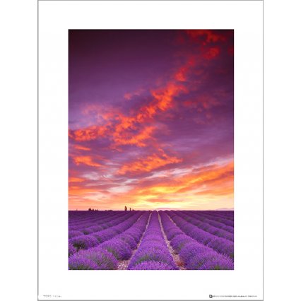 Reprodukcia Tom Mackie Purple Field And Sky