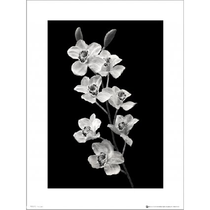 Reprodukcia Orchidea Black And White Portrait