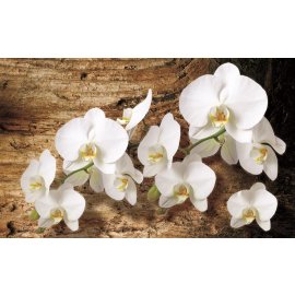 Fototapety Biela orchidea 3