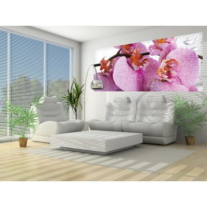 Fototapeta panoramatická vliesová Orchid