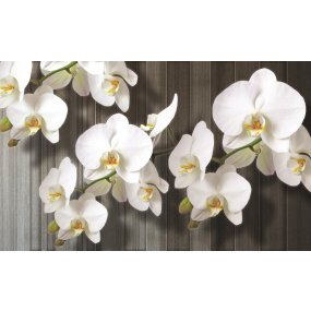Fototapety Biela orchidea 2