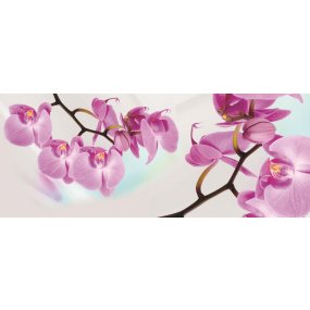 Fototapeta panoramatická vliesová Orchidea