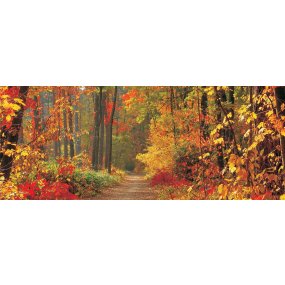 Fototapeta panoramatická vliesová Jesenné les