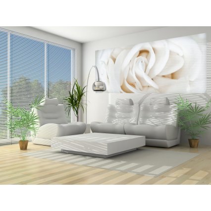 Fototapeta panoramatická vliesová Biela ruža