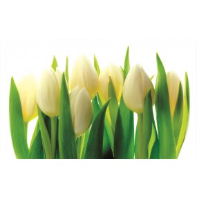 Fototapeta Biele tulipány