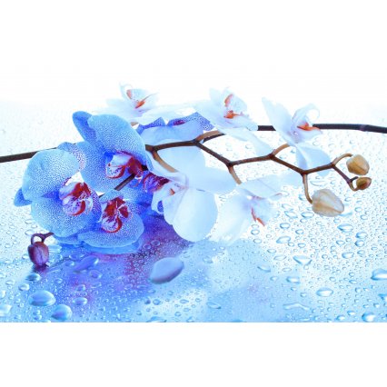 Fototapeta Modrá orchidea