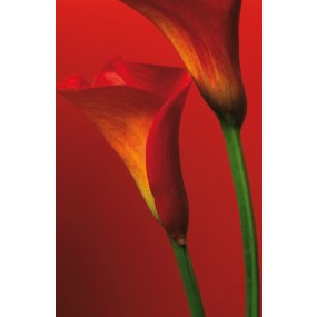 Fototapety Red Calla Lilies F406
