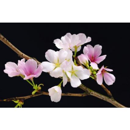 Fototapety na stenu Cherry Blossoms F627